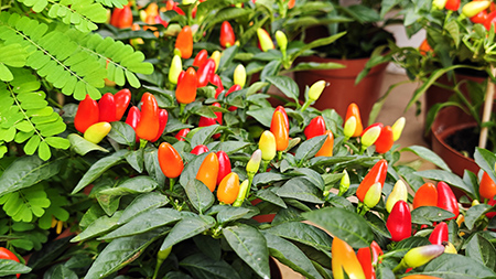 Agin games��(�й�)���޹�˾����